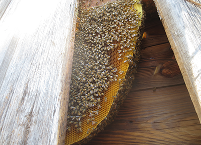 A honey bee nest in the wall of a house before we removed them.