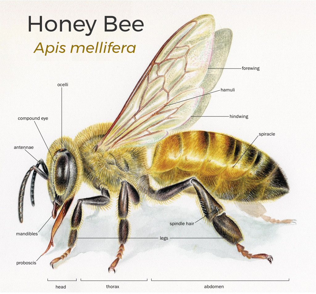 Honey Bee Biology